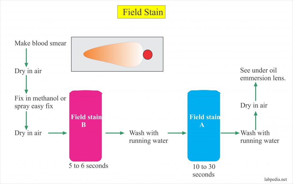 Field Stain A And B, Preparation Of The Solution – Labpedia.net