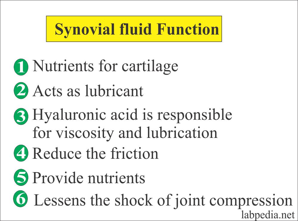 Main function of synovial fluid