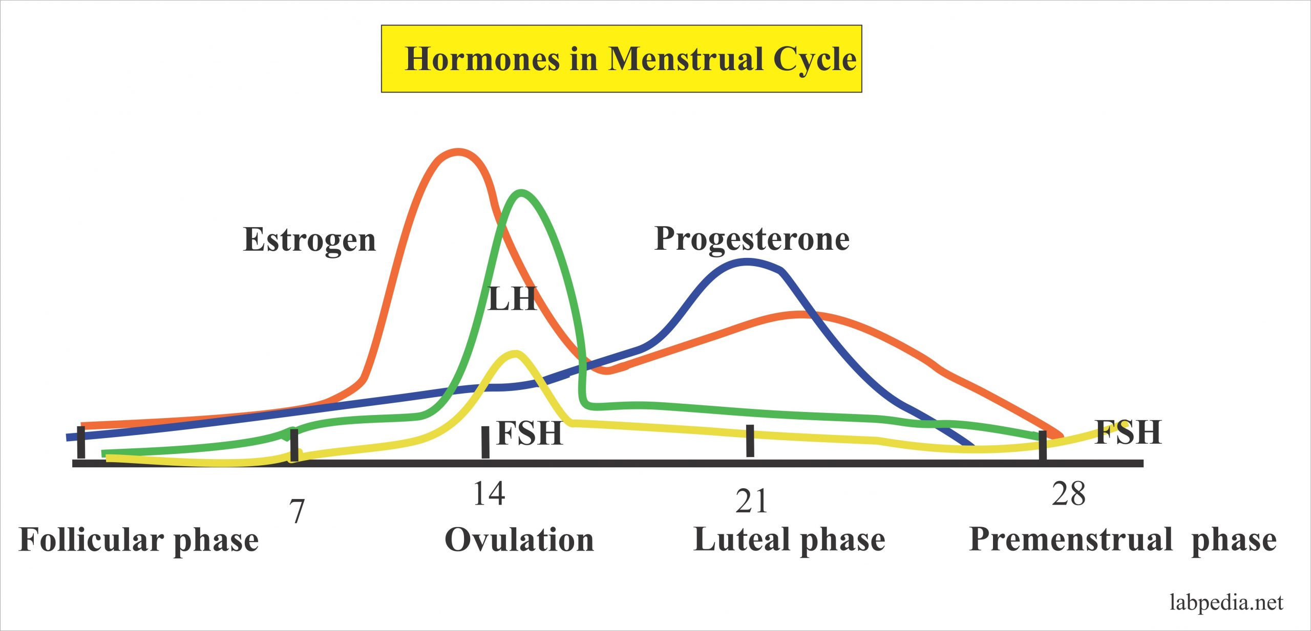 Либидо перед месячными. Менструальный цикл ФСГ. Menstrual Cycle Hormones. Колебание гормонов в менструальном цикле. Фазы менструационного цикла и гормоны.