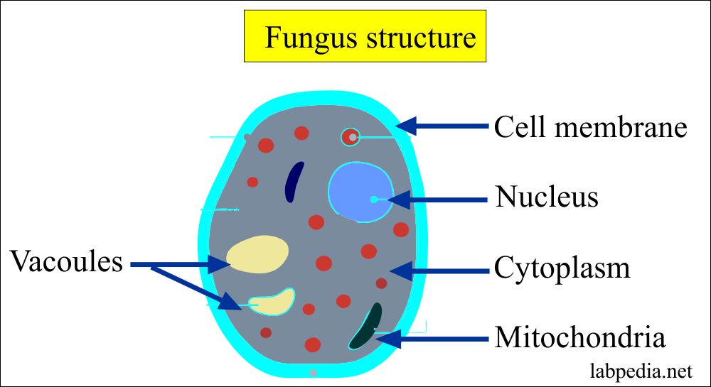 Fungus Fungal Infections Diagnosis Of Fungal Infection