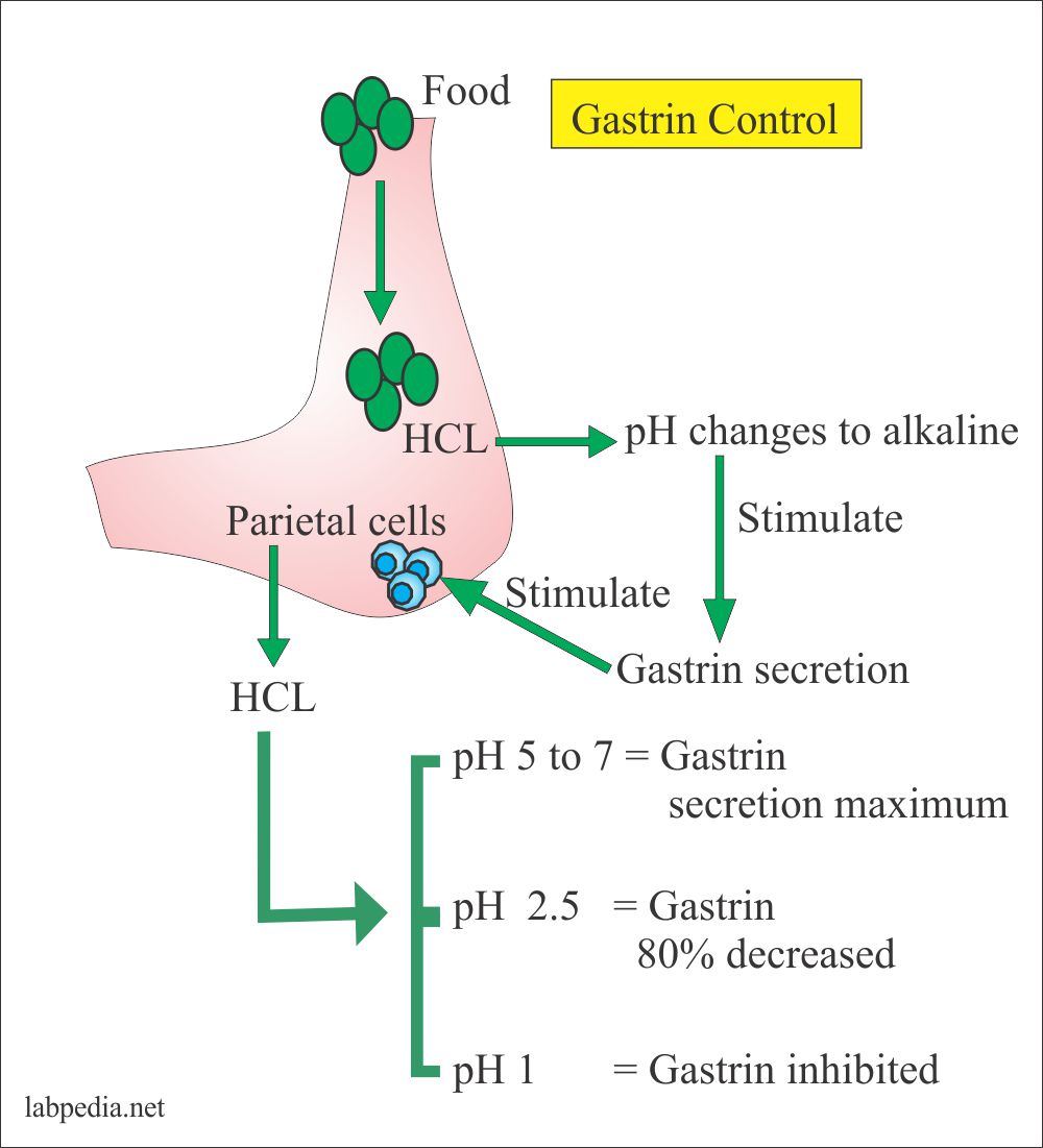 Gastrin Level, Zollinger-Ellison Syndrome – Labpedia.net