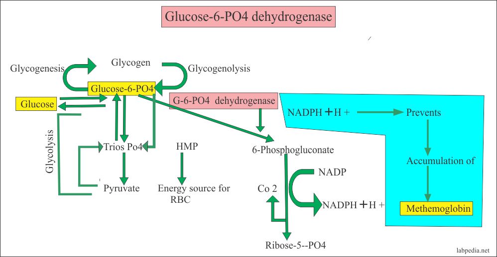 Glucose 6 phosphate Dehydrogenase Deficiency G6PD Deficiency 