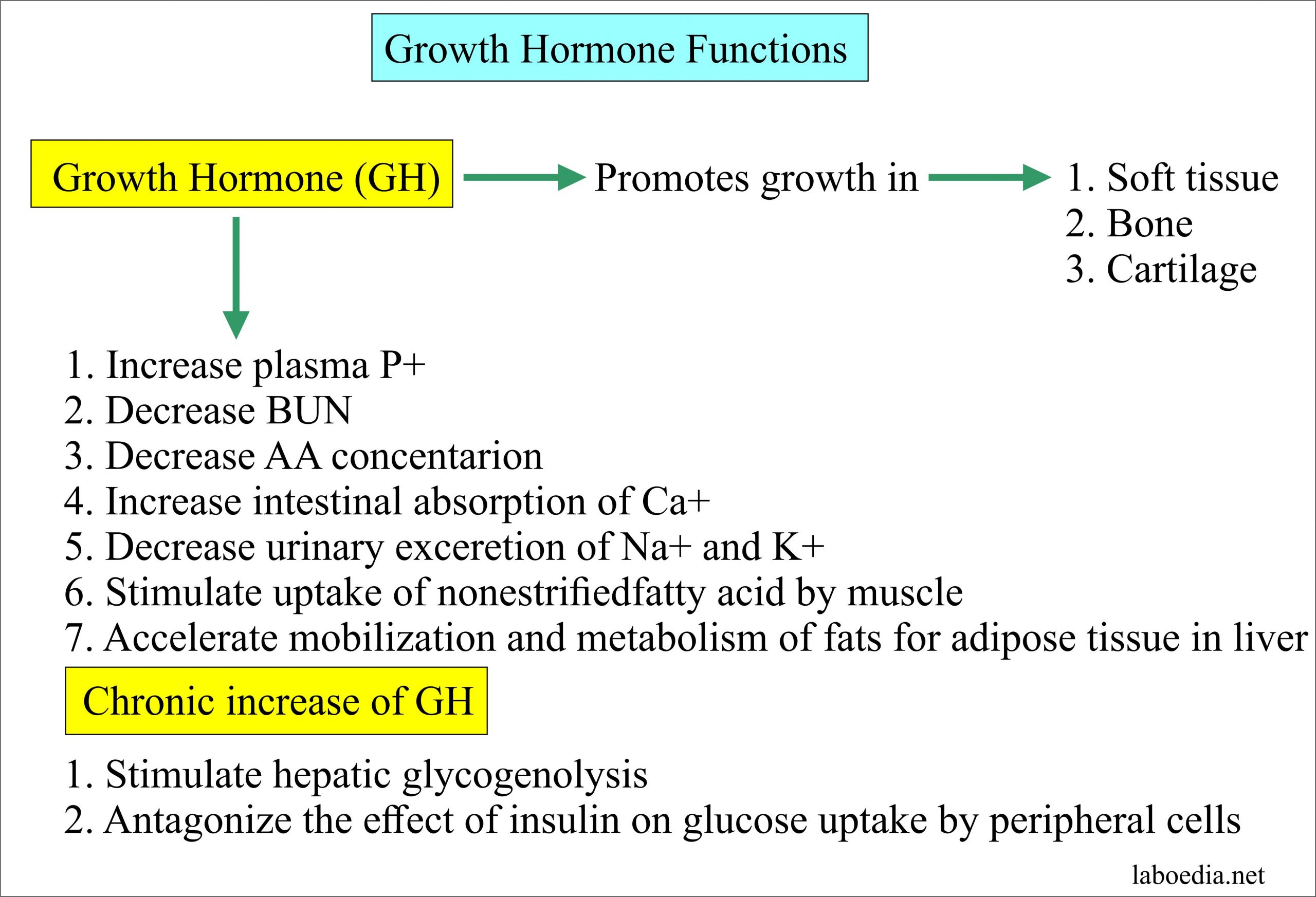 Growth Hormone Gh Somatotropin Hormone Labpedia Net