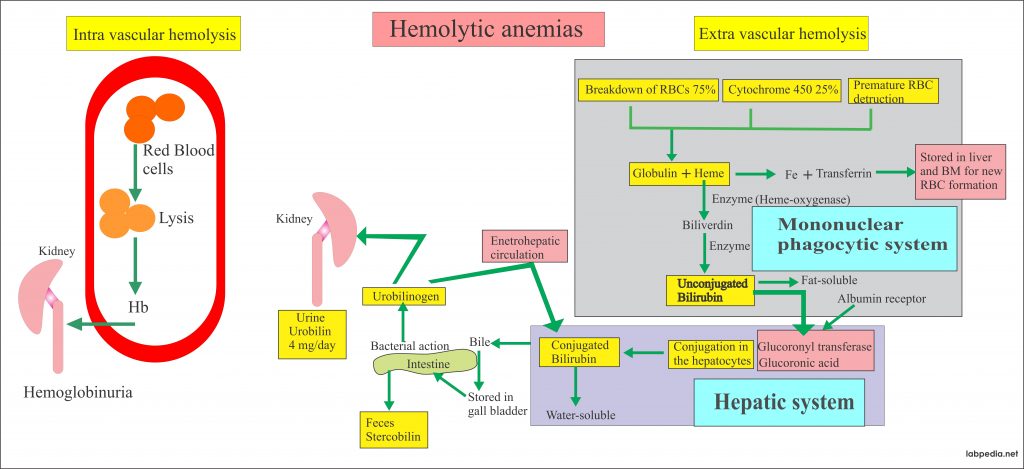 Anemia Part 8 Hemolytic Anemias Autoimmune Hemolytic Anemia 