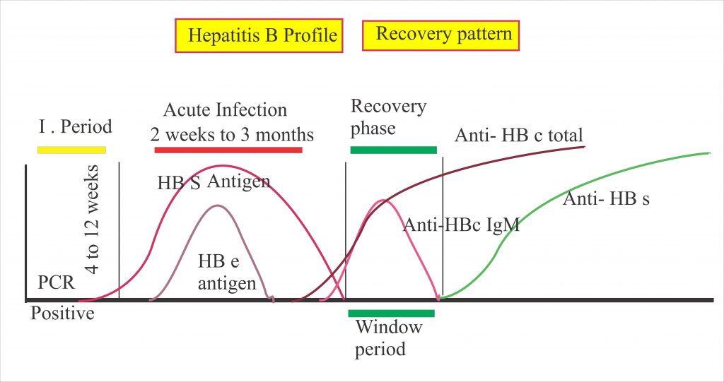 Hepatitis B Virus – Part 1 – Hepatitis B Virus, HBV – Labpedia.net