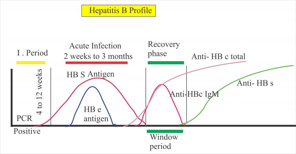 Hepatitis B Virus Part 4 AntiHBS Antibody (ELISA), HBV