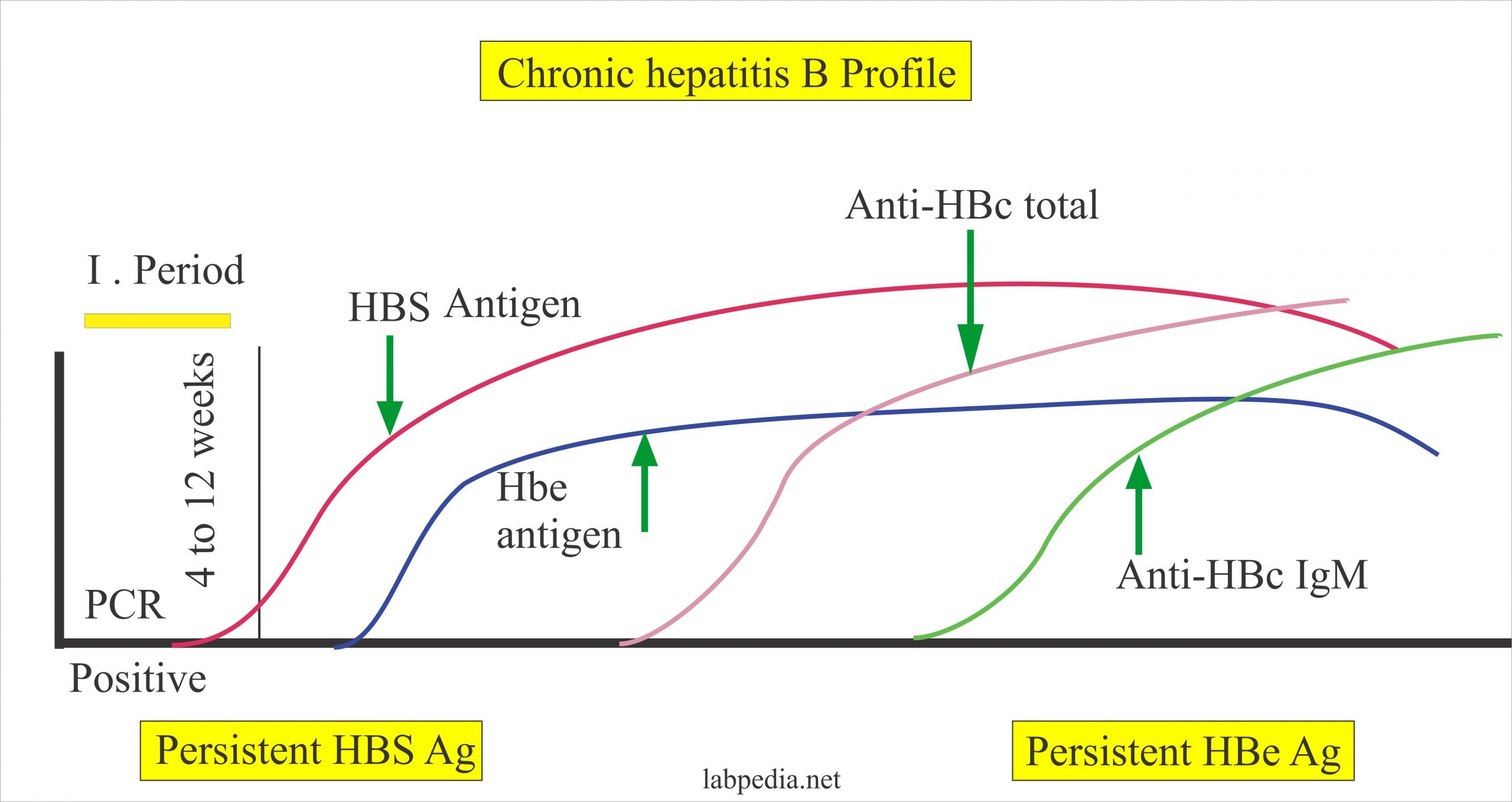 Hepatitis B Virus Part 5 Hepatitis Be Antigen Hbe Ag HBV 