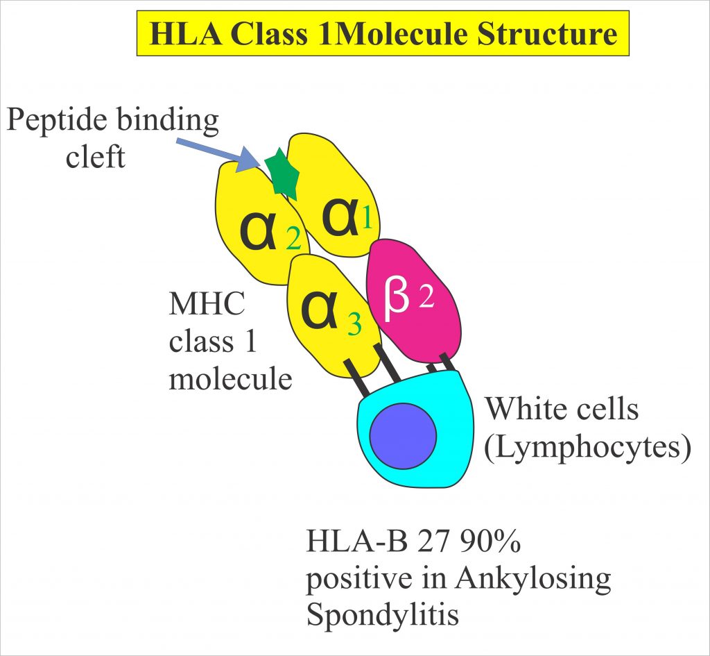 Human Leucocyte Antigen B27, Histocompatibility Antigen (HLA B-27 ...