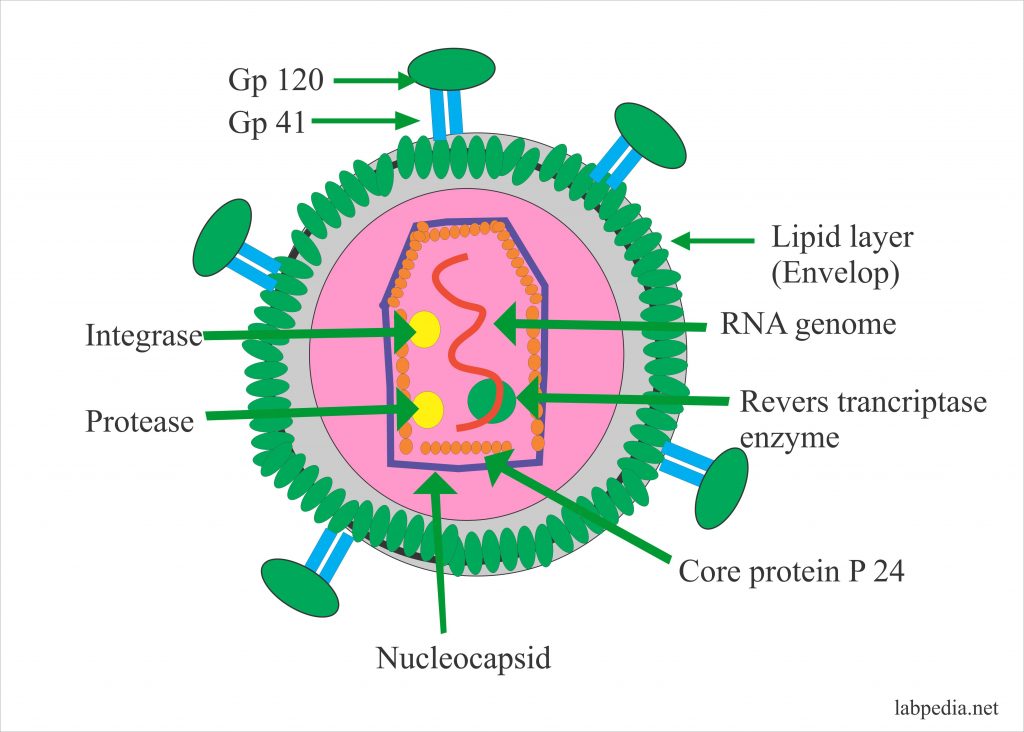 human t lymphotropic virus 1        
        <figure class=