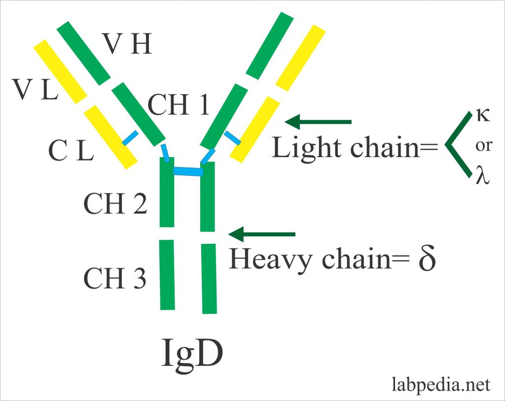 Immunoglobulin D (IgD) – Labpedia.net