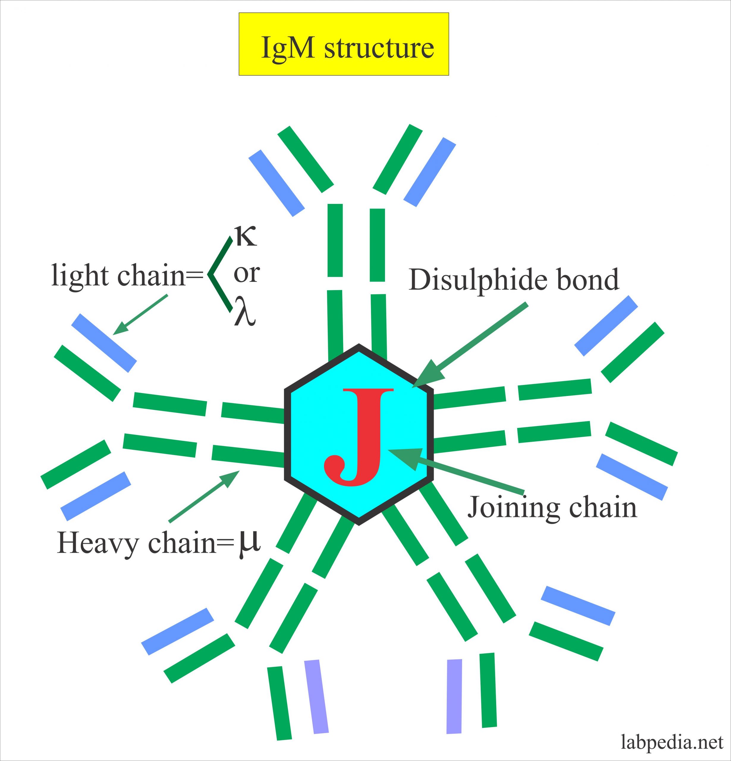 Immunoglobulin M IgM Labpedia