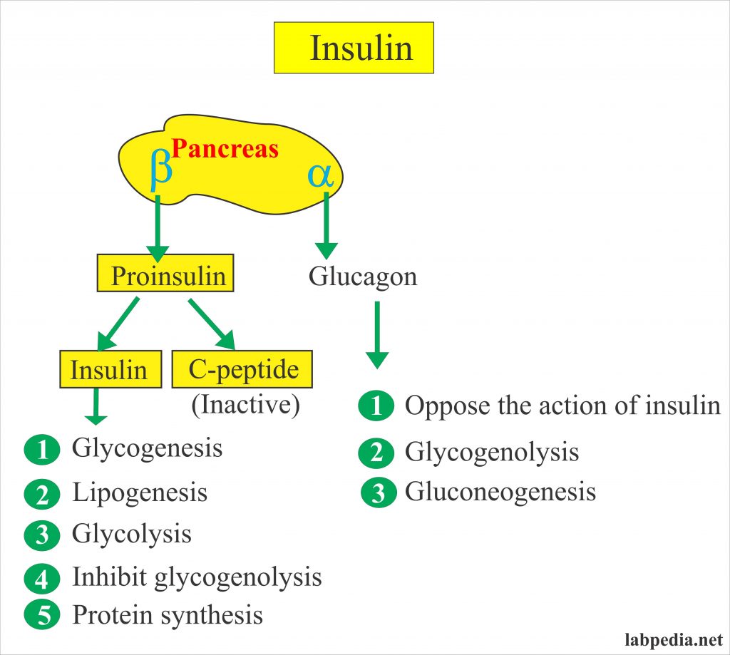 insulin-level-insulin-assay-labpedia