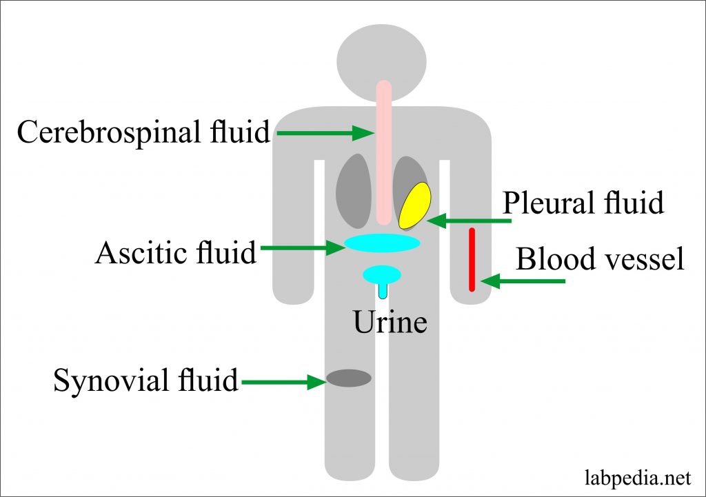 pathological fear of bodily fluids