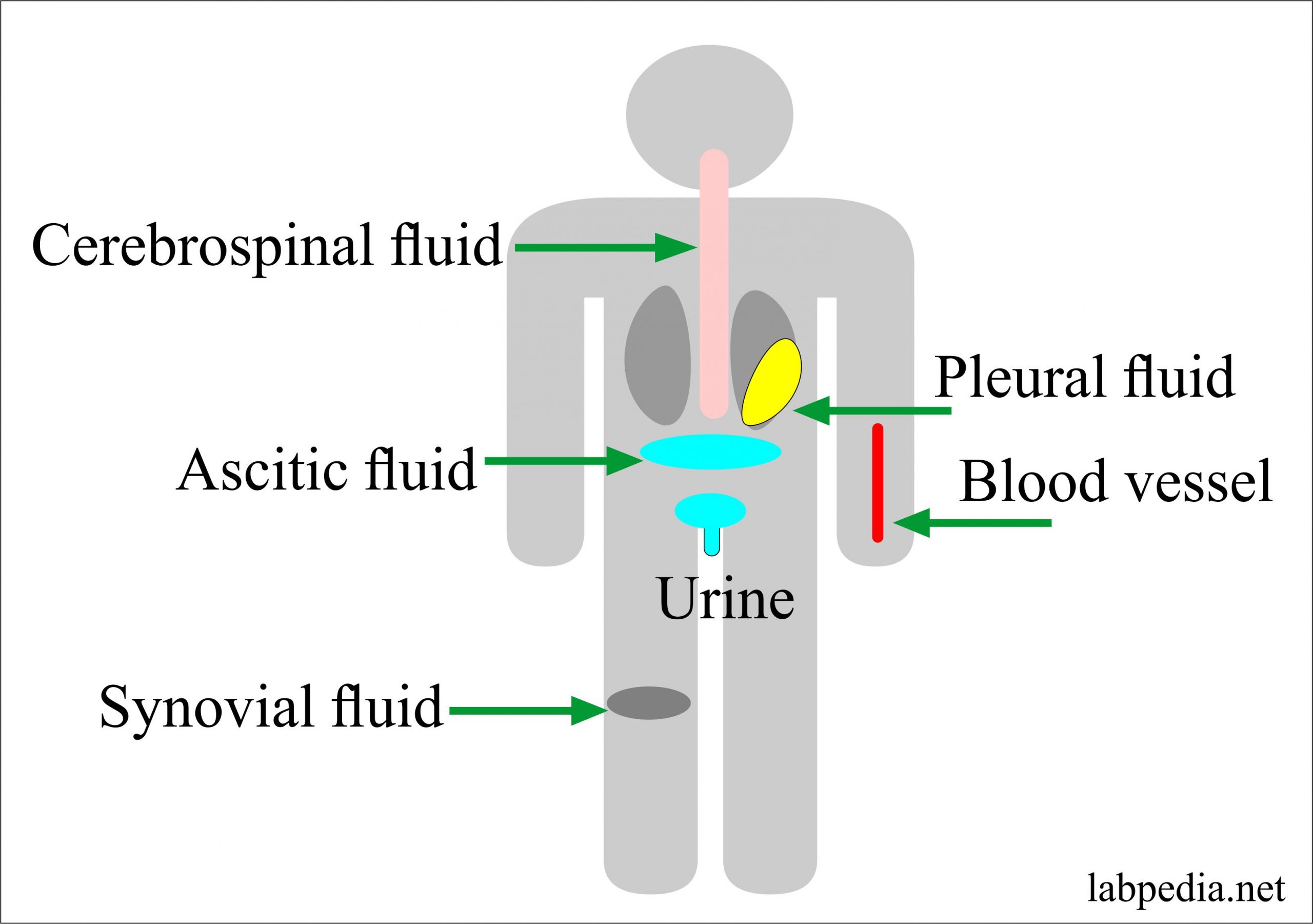 Body fluids. Hazwik bodily Fluid.
