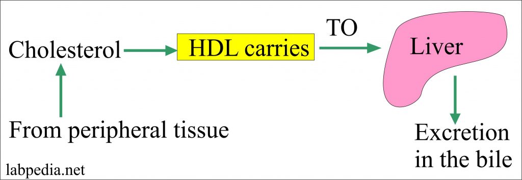 Lipoprotein – Part 1 -High Density Lipoprotein (HDL), HDL-Cholesterol (HDL-C), Good Cholesterol
