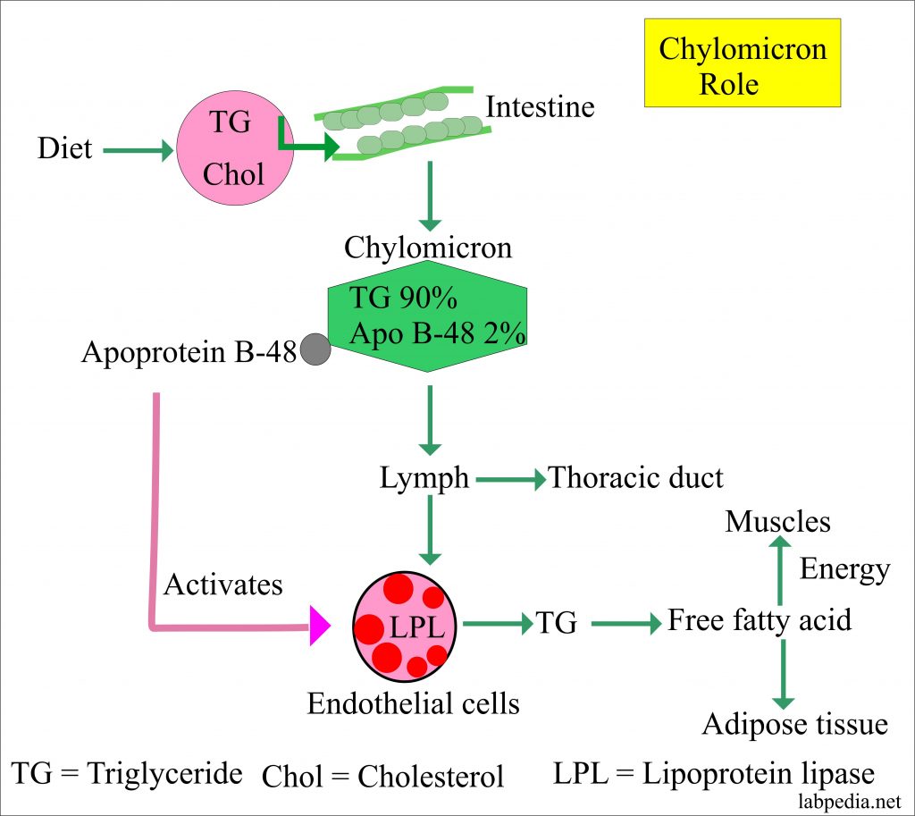 Lipoprotein – part 4 –  Chylomicron