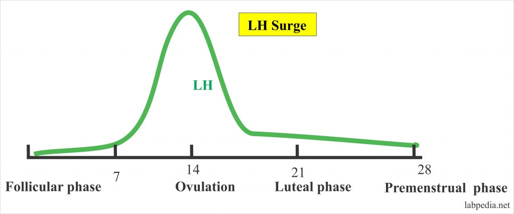 Luteinizing Hormone (LH), Lutropin