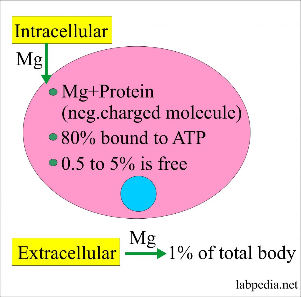 Magnesium Role in Our Body