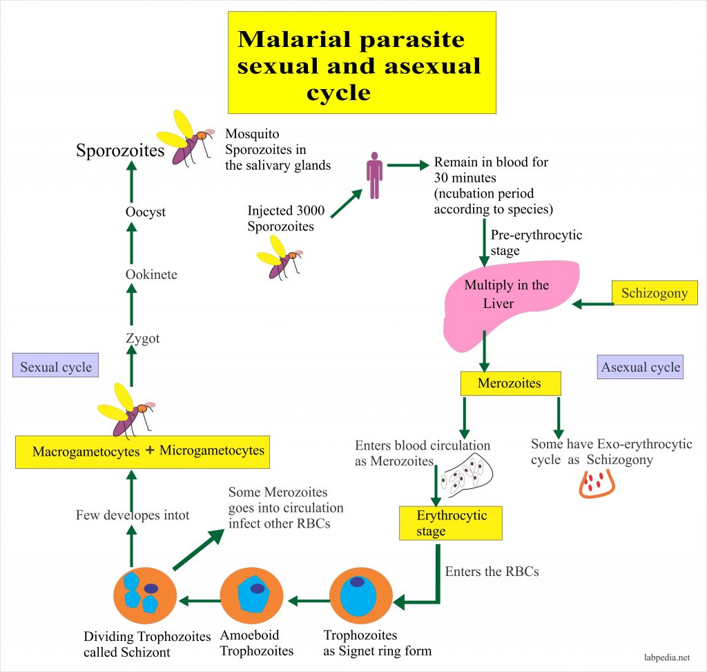 Malarial  Parasite – Part 1 – Malaria parasite, Plasmodium Life Cycle And Diagnosis