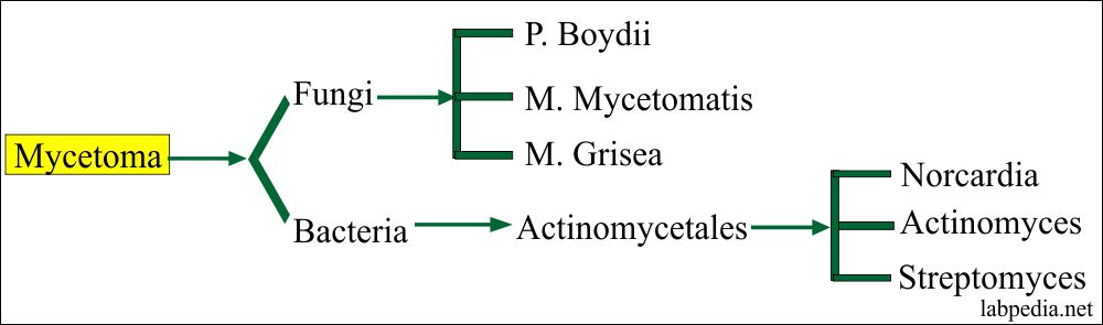 Mycetoma Diagnosis And Causative Agents