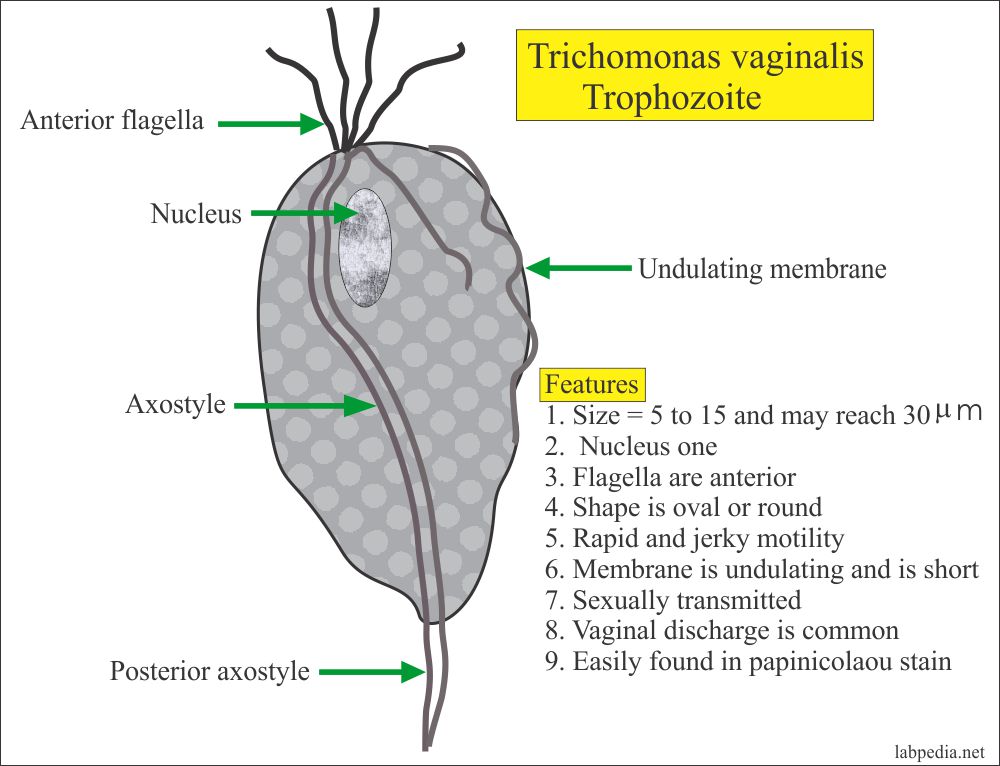 Trichomonas Trophozoite Features