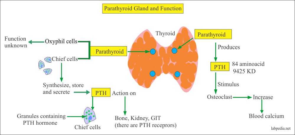 Parathyroid Hormone PTH Labpedia