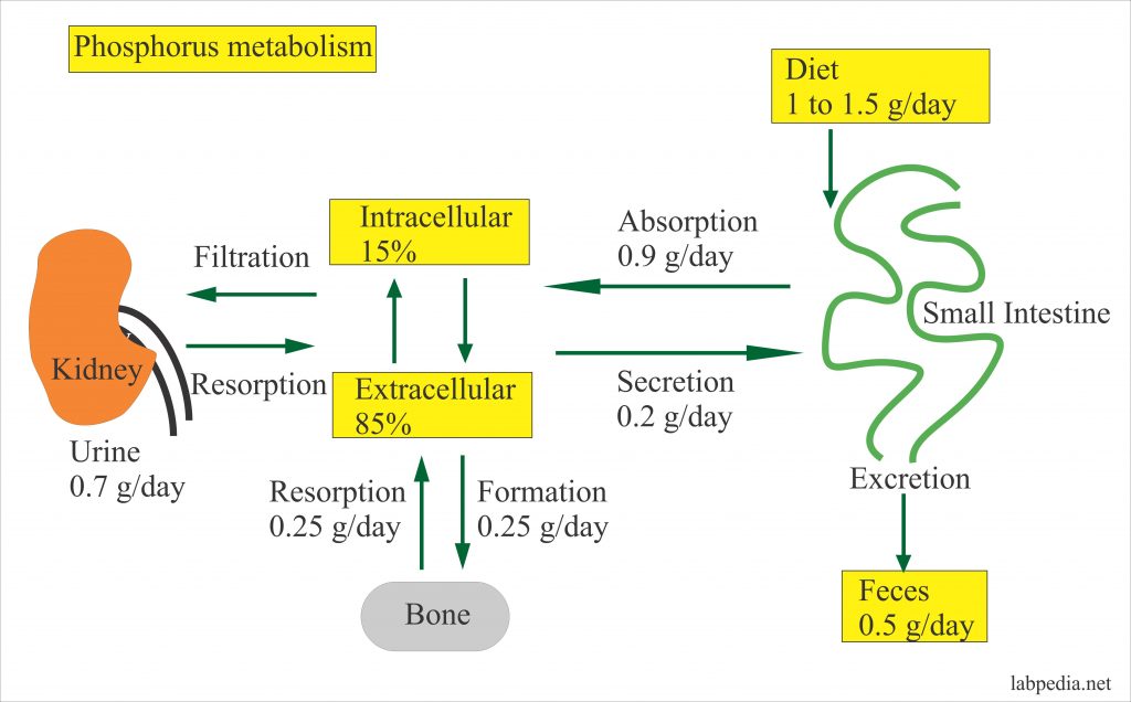 Phosphorus 32 Is Used In The Treatment Of Blood Cancer