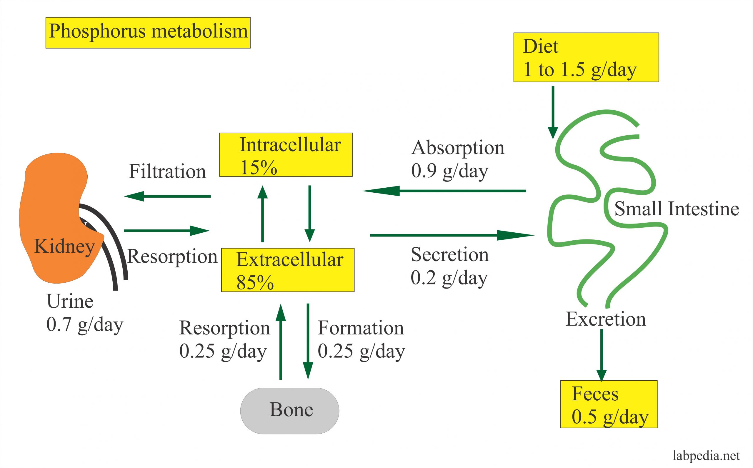 phosphorus-cycle-definition-steps-importance-with-diagram