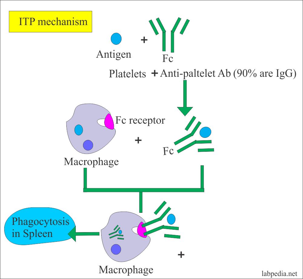 Platelets – Part 1 – Idiopathic thrombocytopenic Purpura (ITP),  Platelet Antibody (Anti-Platelet Antibody)