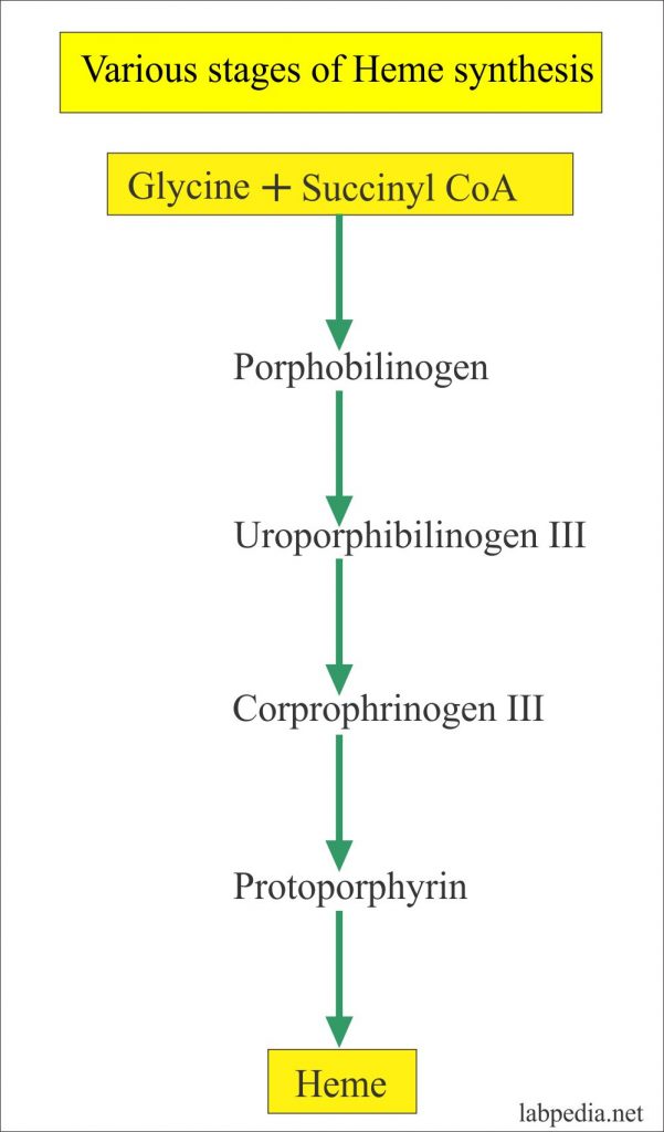 Porphyrins, Porphobilinogen