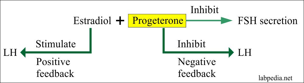 Progesterone Assay