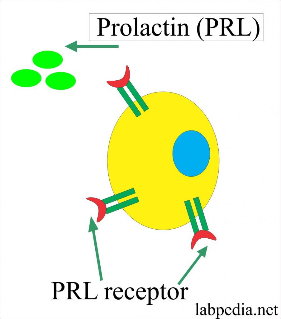 Prolactin  (PRL)