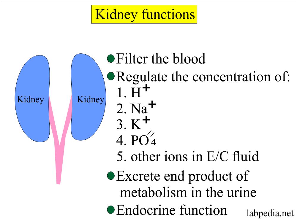 Renal Function Tests Renal Parameters Part 1 Labpedia