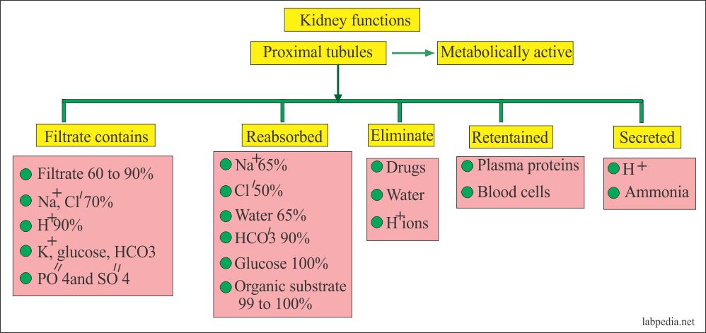 Renal Function Tests Renal Parameters Part 1 Labpedia