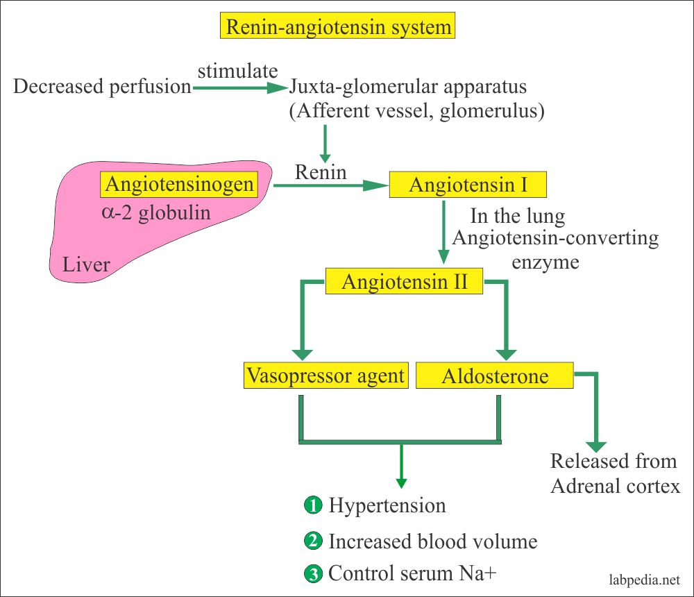 Plasma Renin assay, Plasma Renin Activity, Angiotensin