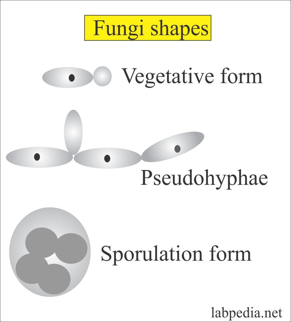 Sputum For Fungi Fungus Yeast And Molds Labpedia Net