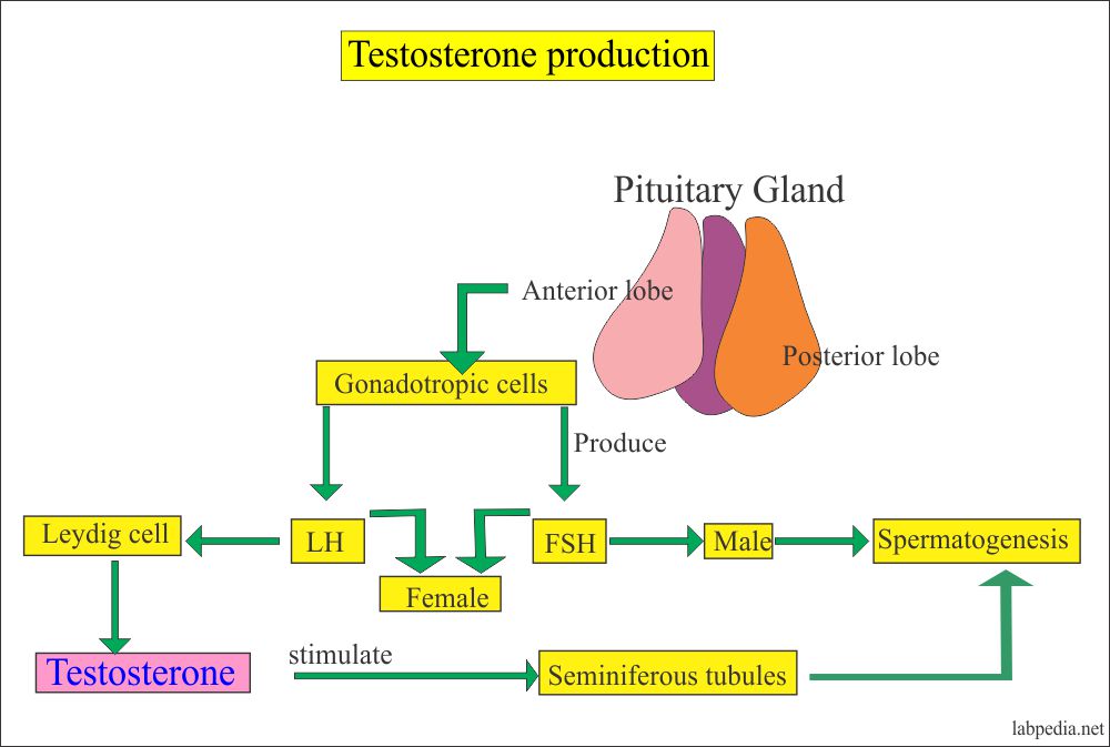 Testosterone Total, and Free Testosterone