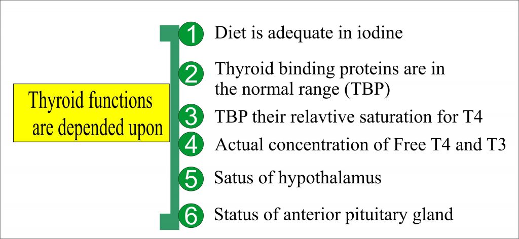Thyroid Function Test Normal Range Thyroid Function Tests And Their