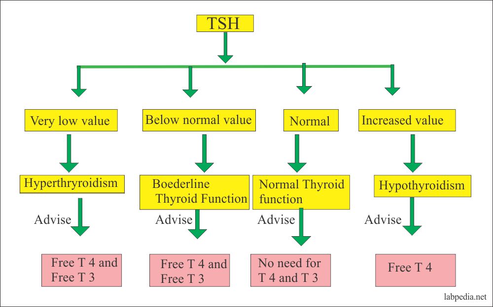 Thyroid – Part 2 – Thyroid stimulating hormone (TSH), Thyrotropin