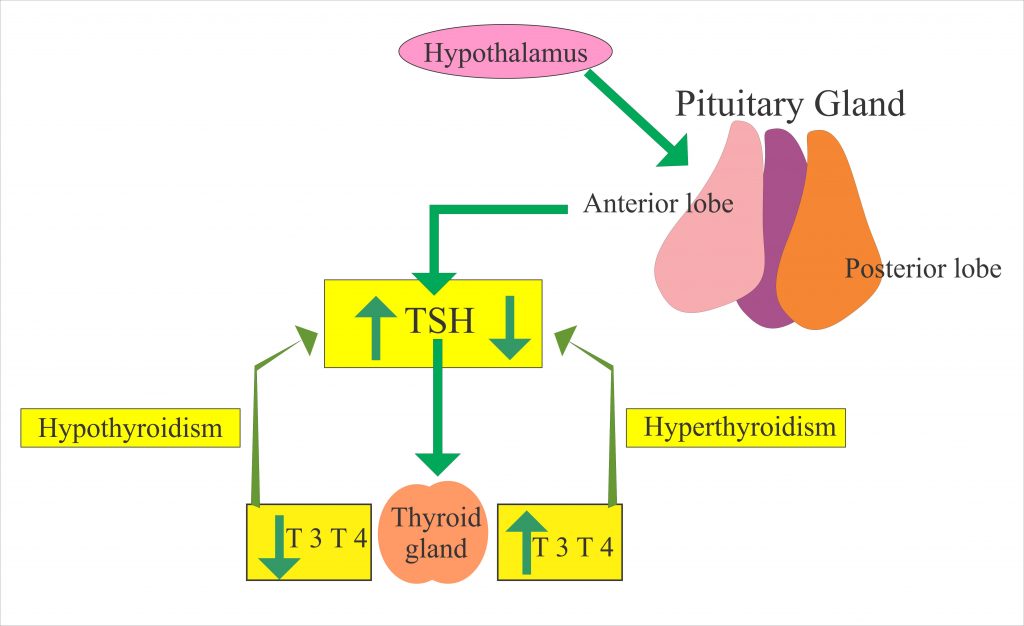 Thyroid Part 2 Thyroid Stimulating Hormone TSH Thyrotropin 