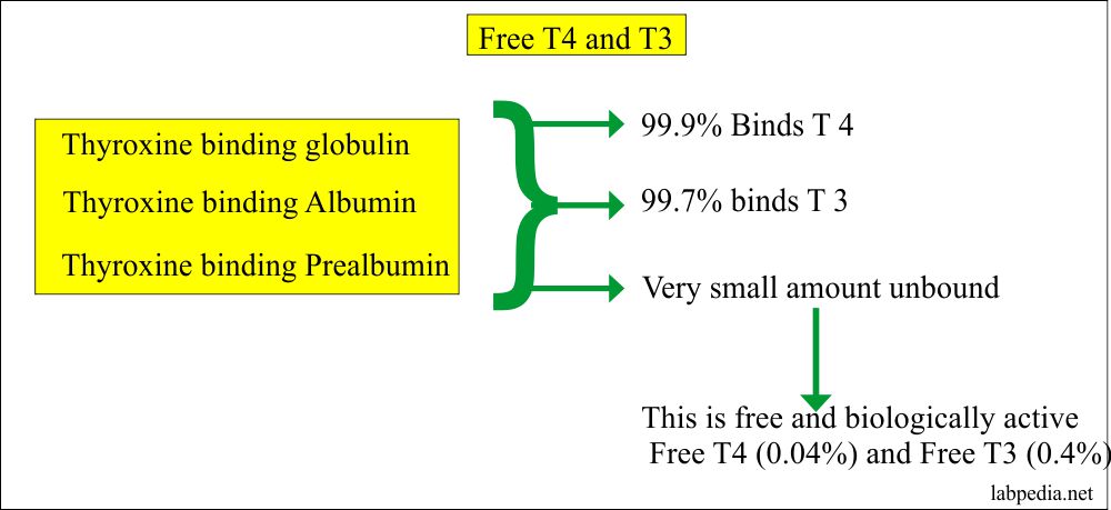 Thyroid – Part 3 – Thyroxine Binding Globulin (TBG), Thyroid Binding Globulin