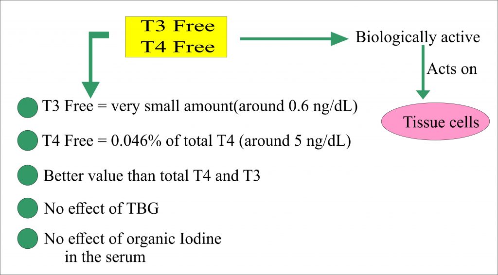Thyroid – Part 6 – Thyroxine T4, Free T4