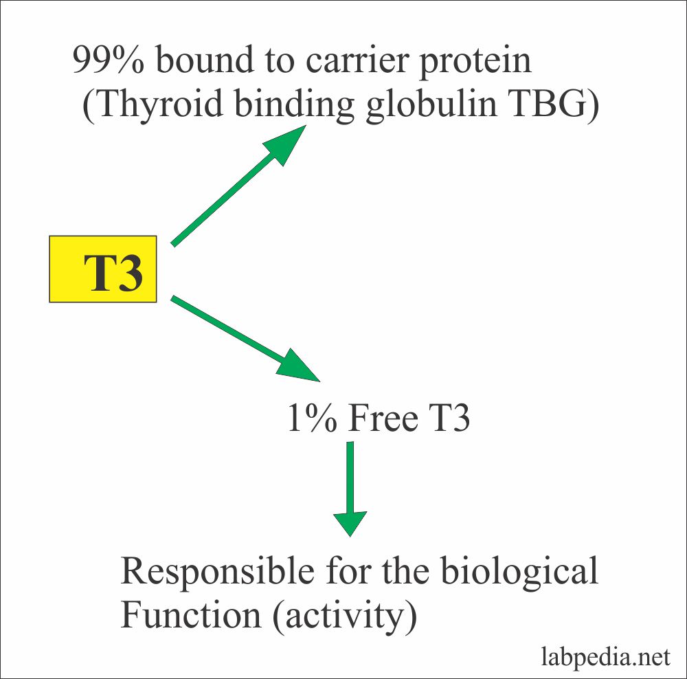 Thyroid – Part 7 – Triiodothyronine Total, T3 Total