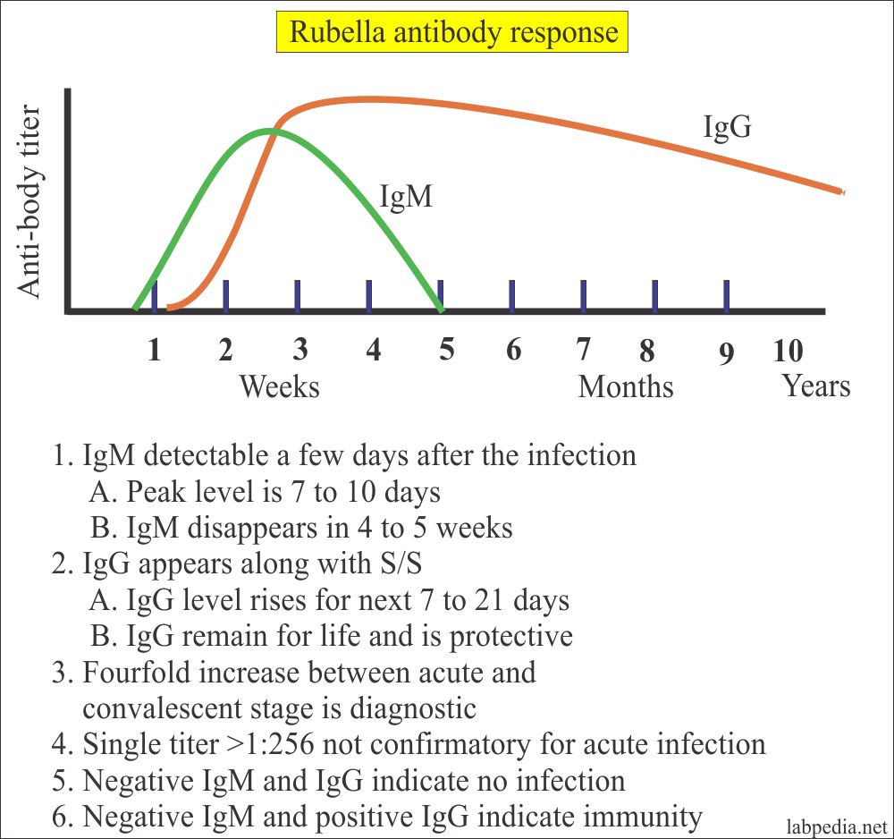 TORCH Profile Part 1 Rubella Virus Labpedia