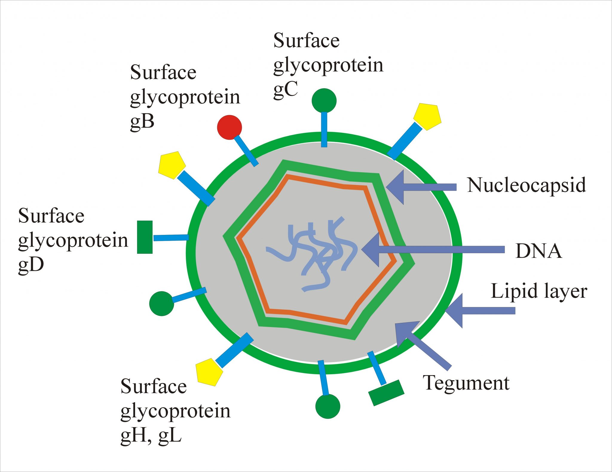 Microbiology Labpedia Net