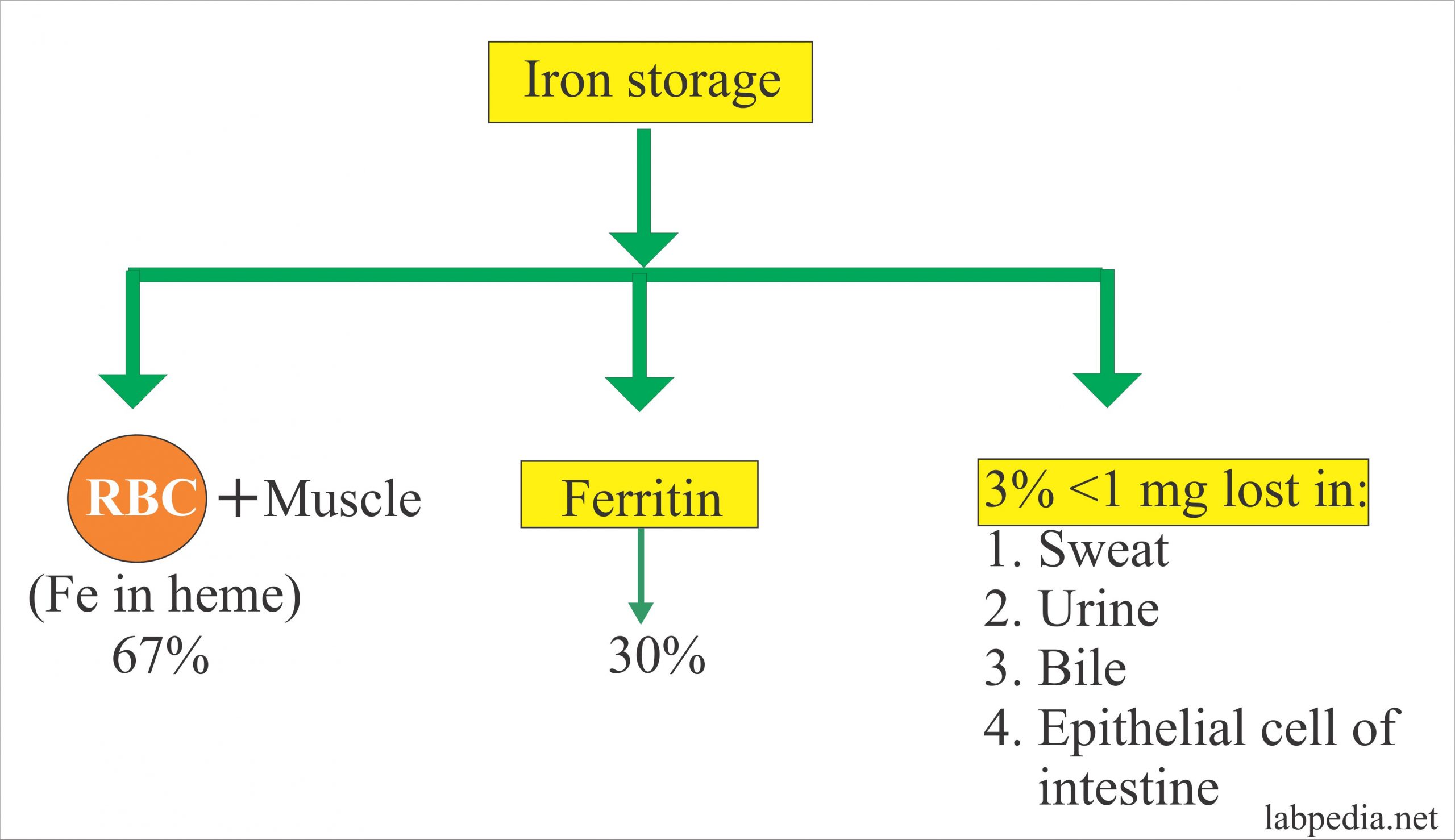 Iron storage in the body