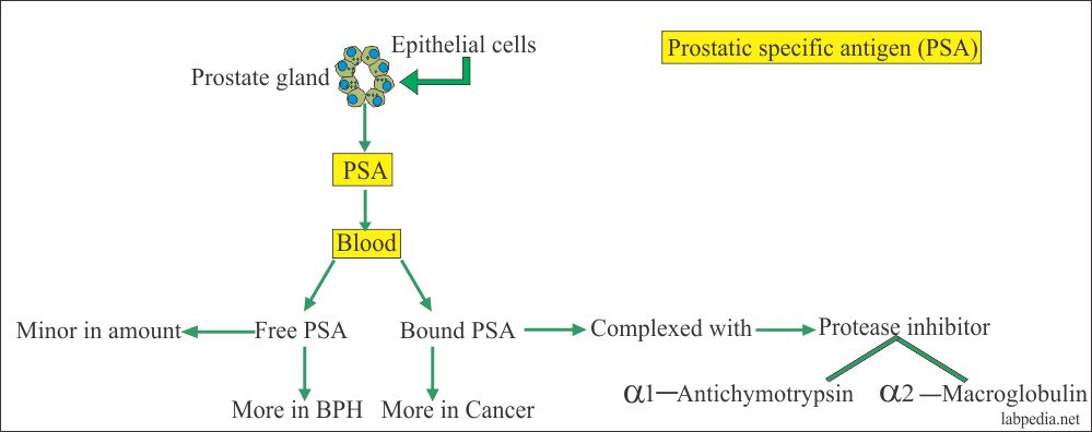 Tumor Marker:- Part 3 – Alk.phosphatase, CK, LDH, Acid phosphatase, and PSA