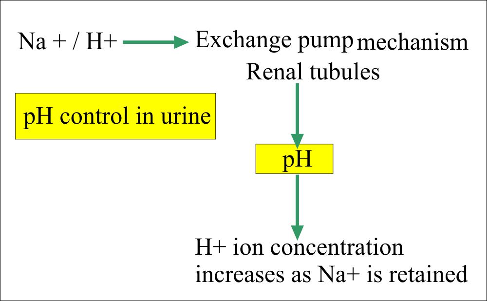 Urine Normal Values And Their Significance Labpedia N 8091