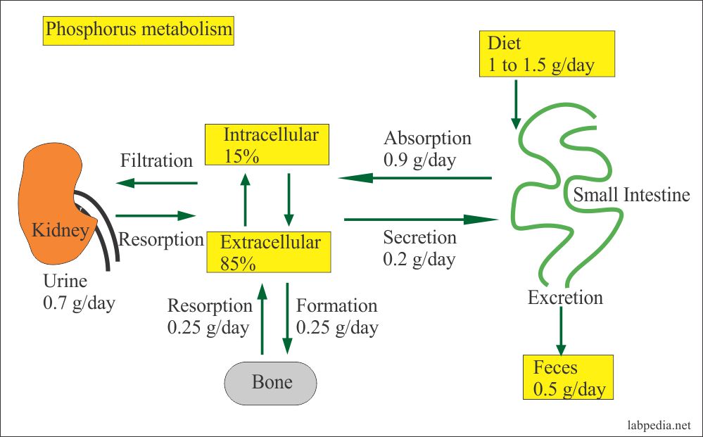 phosphorus metabolism