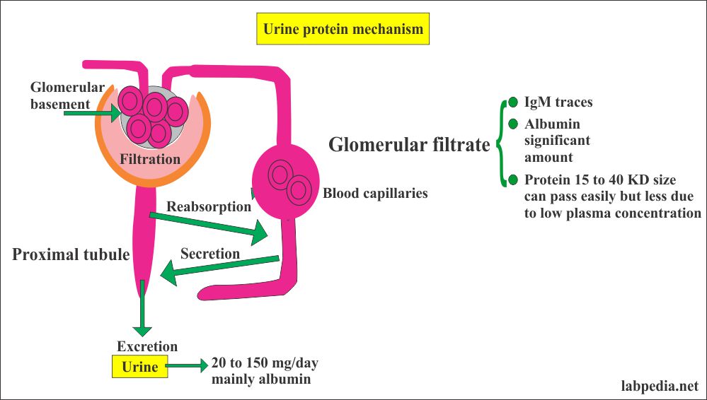 Moms Hub Trace Protein In Urine 3421